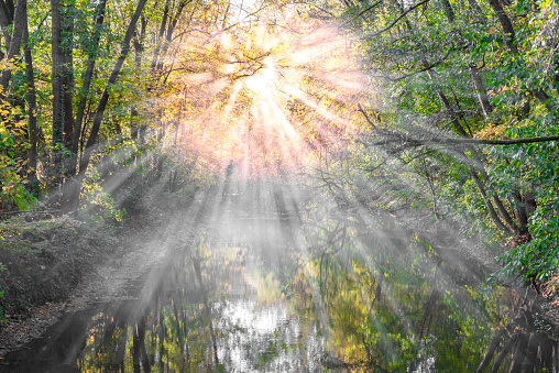Morning mist with sun rays in the thicket of the bank planting of a side arm of the Nidda in a local recreation area in Frankfurt am Main