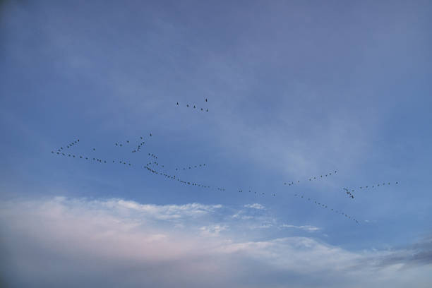 istock Cranes moving in formation in the sky. Migratory birds on the Darss. 1362672753