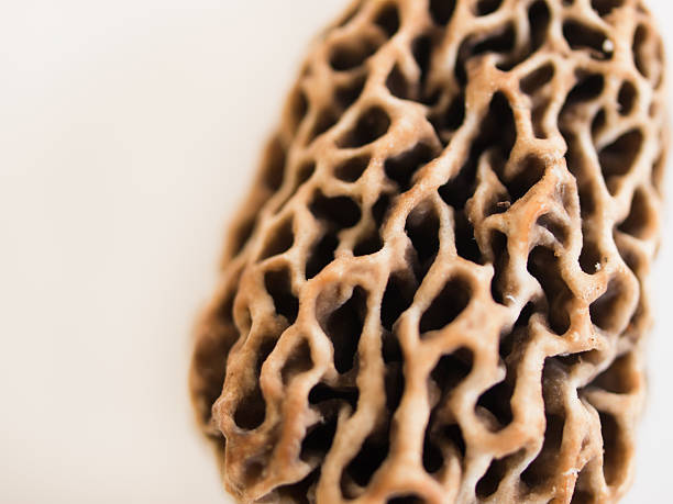 grzyby morel - morel mushroom edible mushroom food bizarre zdjęcia i obrazy z banku zdjęć