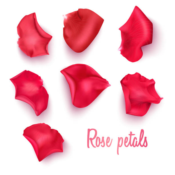 Red rose petals on a transparent background and realistic rose, vector illustration Red rose petals on a transparent background and realistic rose, vector format rose petal stock illustrations