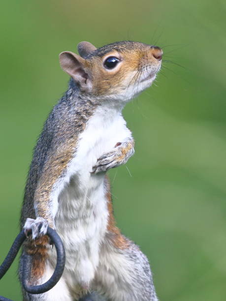 Squirrel pledge of allegiance Grey squirrel pledge of allegiance,taking a bow or using a walking stick. curtain call stock pictures, royalty-free photos & images