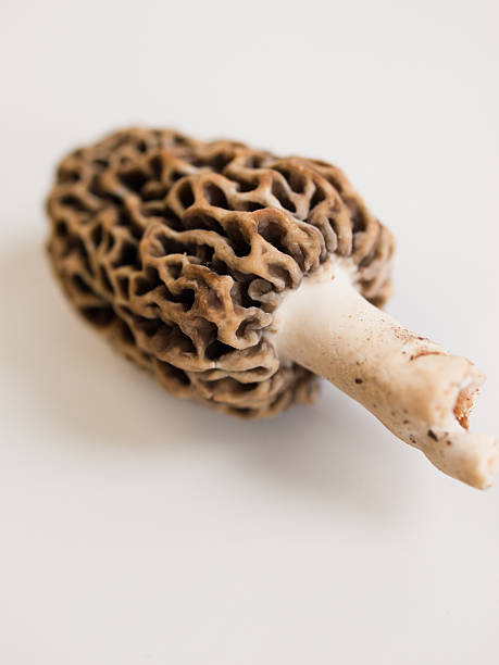 grzyby morel - morel mushroom edible mushroom food bizarre zdjęcia i obrazy z banku zdjęć