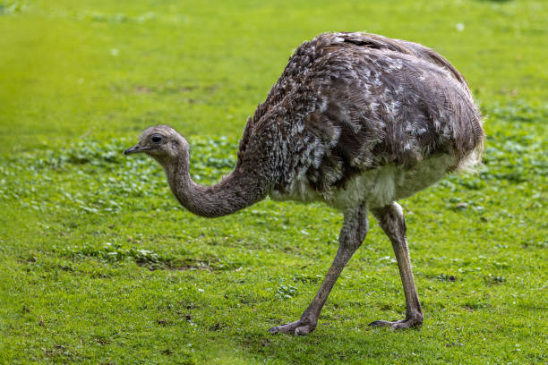 istock Darwin's rhea, Rhea pennata also known as the lesser rhea. 1362676267
