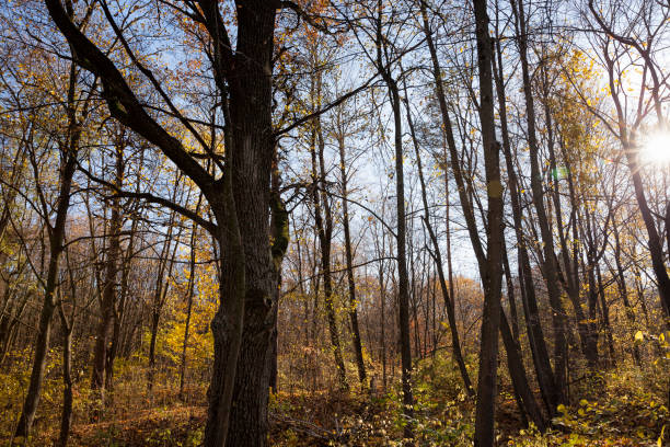 istock deciduous trees in the autumn season during leaf fall 1362677269
