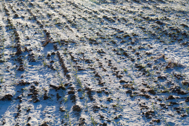 agricultural field where cereal wheat is grown, winter wheat in the winter season in the snow
