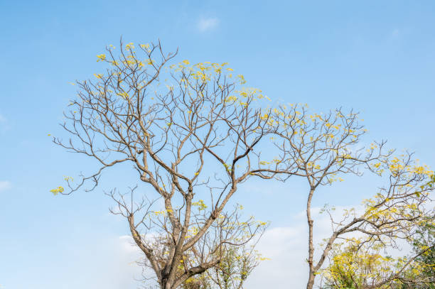 istock The trees with yellow leaves are under the blue sky and white clouds. 1362679485