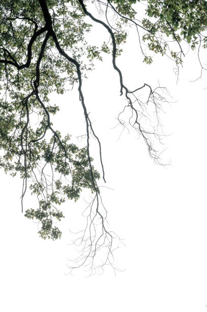 istock A dying branch and some green leaves 1362679530