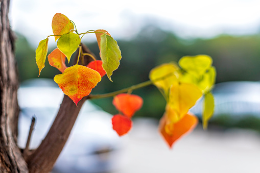 Closeup of beautiful colorful climbing plant in autumn season in a pano image