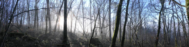 istock Sunrise in woodland 1362680781