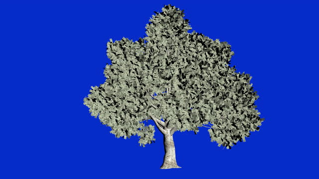 Dollar US tree seamless loop, blue screen Chroma Key