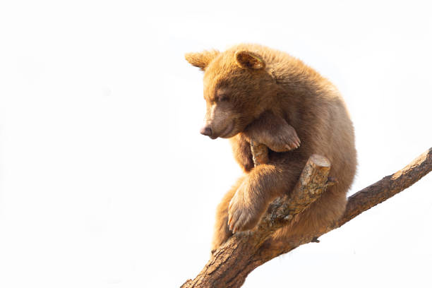 istock Hanging in there. Bear cub on a dead tree observing from above 1362681623