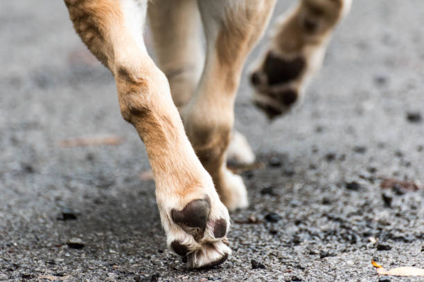 Caminando con el perro The paws and pads of a Labrador dog animal leg stock pictures, royalty-free photos & images