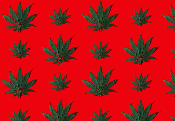 istock Pattern from green hemp leaves on a red background. Cannabis close-up 1362682654