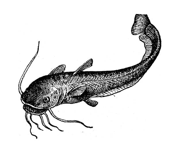 Antique illustration: Wels catfish Antique illustration: Wels catfish wels catfish stock illustrations