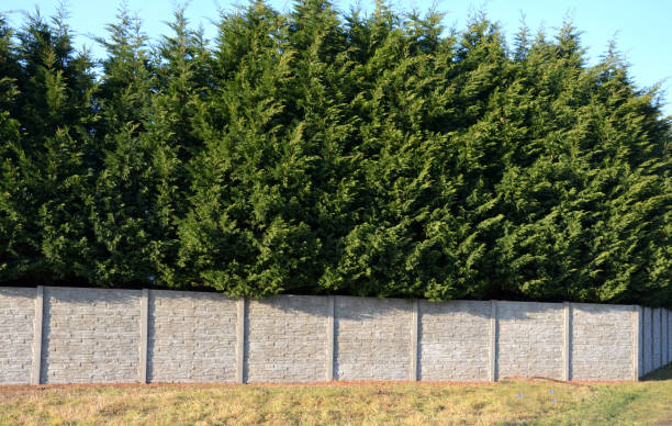 l’hybride cyprès pousse rapidement et forme de belles haies de conifères gris, vert. mince et large. boucliers comme un mur de pierre de béton comme une route. mur de panneau de béton haie de coupe dense. - formal garden wall ornamental garden walled garden photos et images de collection