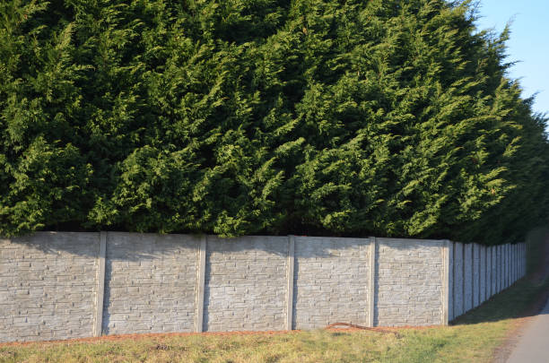 l’hybride cyprès pousse rapidement et forme de belles haies de conifères gris, vert. mince et large. boucliers comme un mur de pierre de béton comme une route. mur de panneau de béton haie de coupe dense. - formal garden wall ornamental garden walled garden photos et images de collection