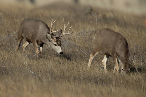 istock Mule deer in rut mating season on the prairie 1362684169