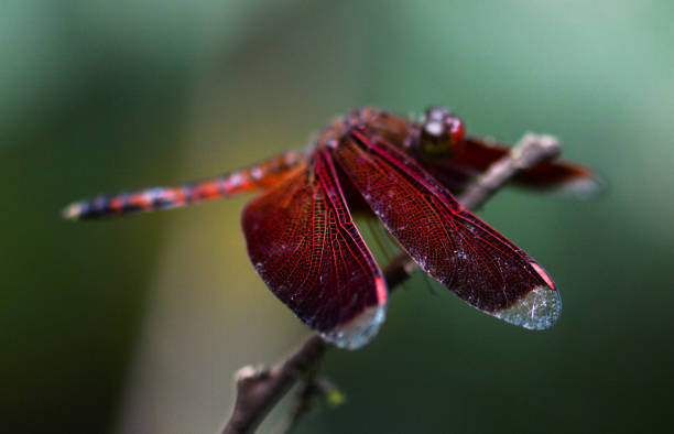 istock Close up of a scarlet red dragonfly 1362684902