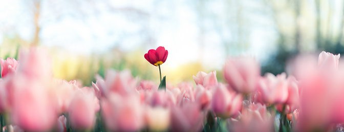 Standing out concept - single red tulip growing out of the pink tulip field.