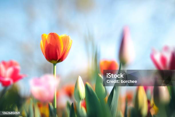 Colorful Tulips Stock Photo - Download Image Now - Flower, Defocused, Keukenhof Gardens