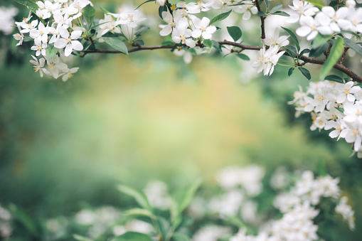 Spring background with white blossoms.