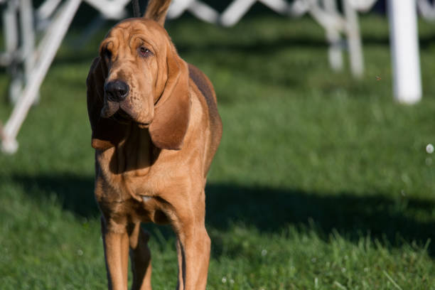 Bloodhound standing in the sunlight Bloodhound in show ring during a dog show in New York bloodhound stock pictures, royalty-free photos & images