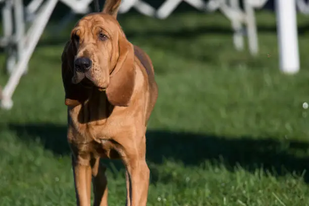 Bloodhound in show ring during a dog show in New York