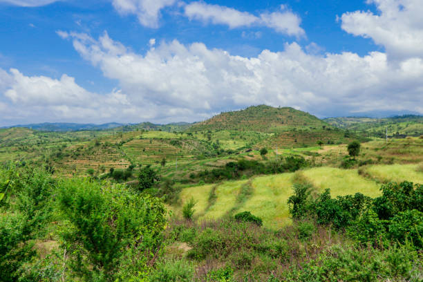istock Panoramic View to the Green Trees and Mountains 1362686368