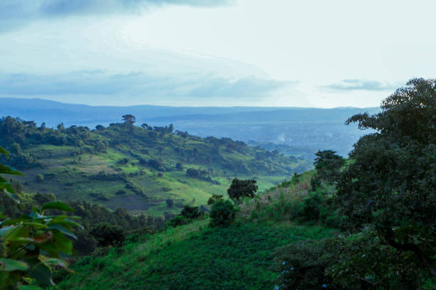 istock Panoramic View to the Green Trees and Mountains 1362686392