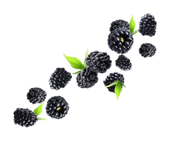 istock Fresh tasty blackberries flying on white background 1362686447