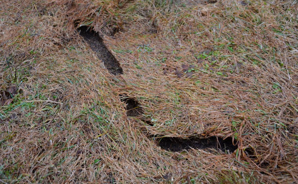 fields and meadows in autumn were occupied by mice and voles. they make burrows and creep into them in case of danger. chaetodipus, labyrinth, chaetodipus penicillatus, cricetus cricetus, european hamster