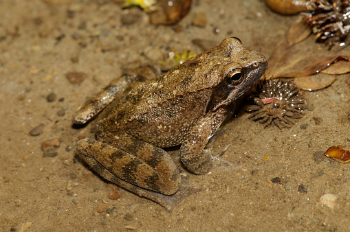 Italian stream frog (Rana italica)