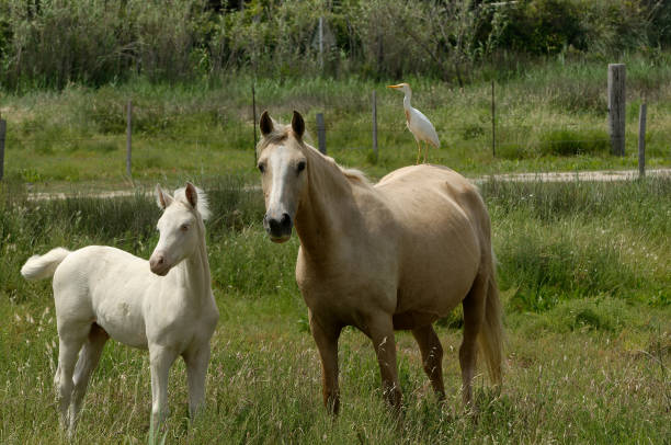 istock Horse with cattle egret on its back 1362687381
