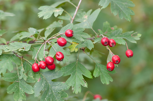 Hawthorn berries