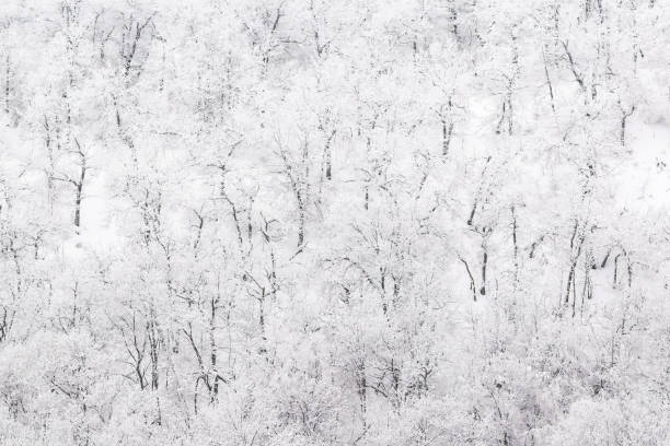 snowy winter forest woods background. monochrome black and white gamma pattern