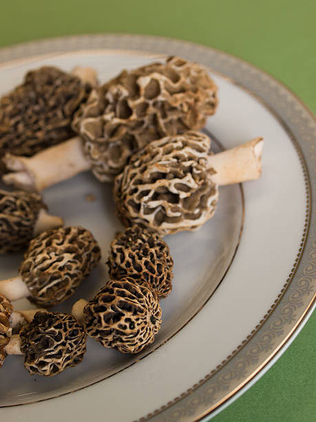 grzyby morel - morel mushroom edible mushroom food bizarre zdjęcia i obrazy z banku zdjęć