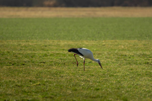 istock One stork run across the green meadow 1362687861