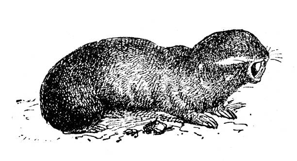 Blind Mole Rat Illustrations Illustrations, Royalty-Free Vector Graphics &  Clip Art - iStock