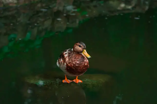 duck portrait, atmospheric animal theme in woodland wild area with pond green water reflection