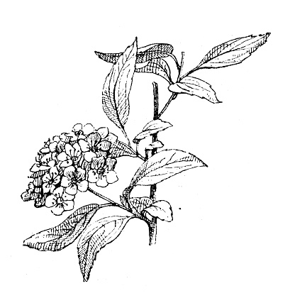 Antique illustration: Spiraea cantoniensis, Reeve's spiraea, bridalwreath spirea