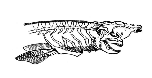 illustrazioni stock, clip art, cartoni animati e icone di tendenza di illustrazione antica: spinaro, sperone, scheletro di squalo di fango (squalus acanthias) - spinarolo immagine