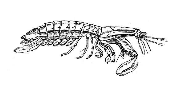 Ilustrasi Antik Stomatopoda Crustacea Ilustrasi Stok - Unduh Gambar ...