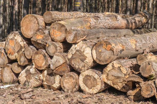 istock Trunks of trees with denoted tree trunk diameter stacked on the ground 1362693287