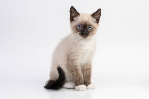 istock young snowshoe cat isolated on white background 1362693350