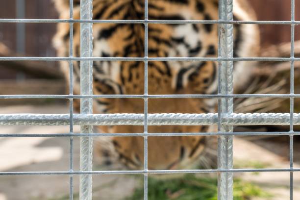 istock Tiger in a cage in a ZOO behind bars 1362693432
