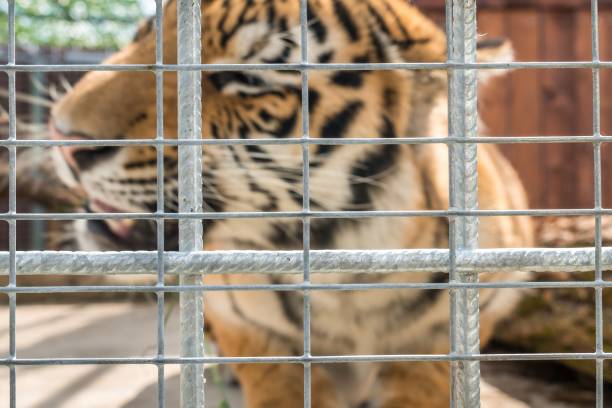 istock Tiger in a cage in a ZOO behind bars 1362693435