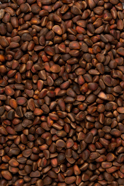 istock Peeled golden pine nuts top view from siberia 1362694006