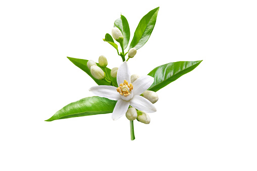 Orange blossom branch with white flowers, buds and leaves isolated on white. Neroli citrus bloom.