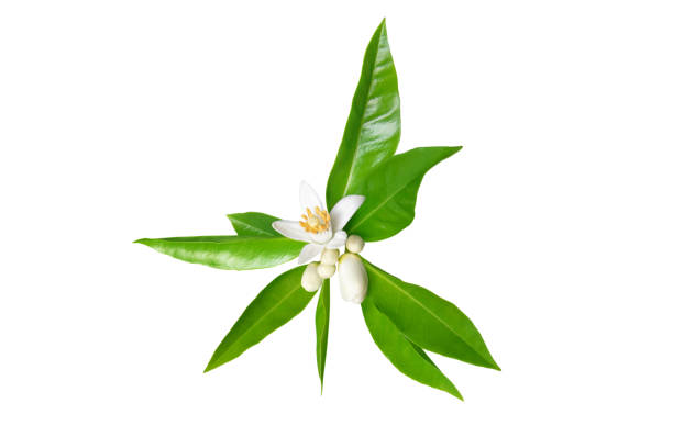 istock Orange tree white flowers and glossy green leaves isolated on white 1362694436
