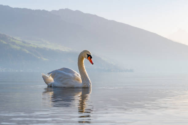 istock Swan on Lake Thun 1362696968